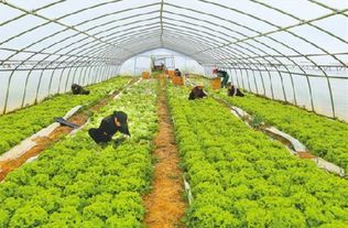 宁县帅羽瓜菜种植合作社工人在蔬菜大棚给生菜锄草