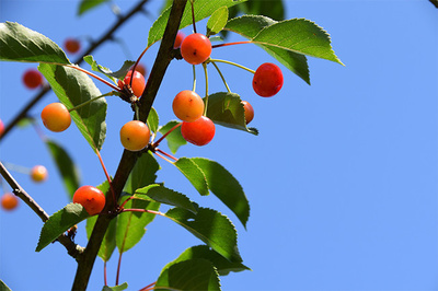 果树上成熟的樱桃图片
