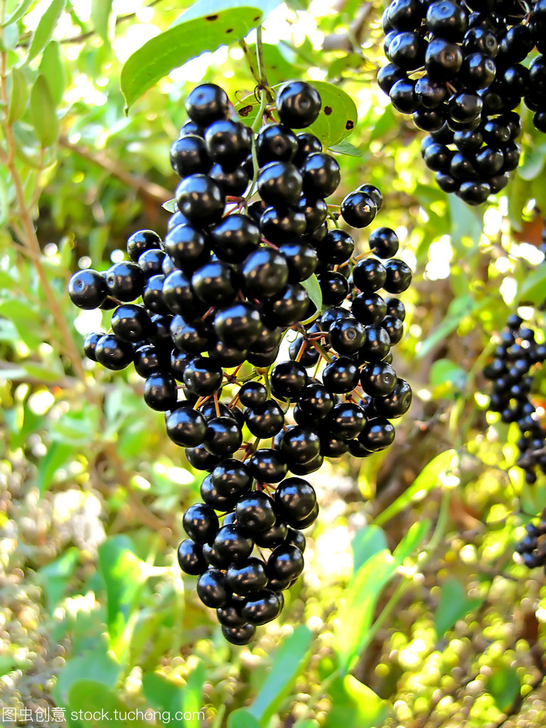 黑莱尼野生果树浆果