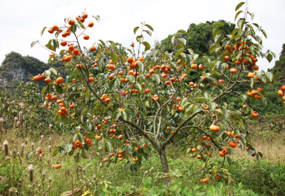 根系是果树赖以生存的基础,柿子树的根系特性是怎样的呢