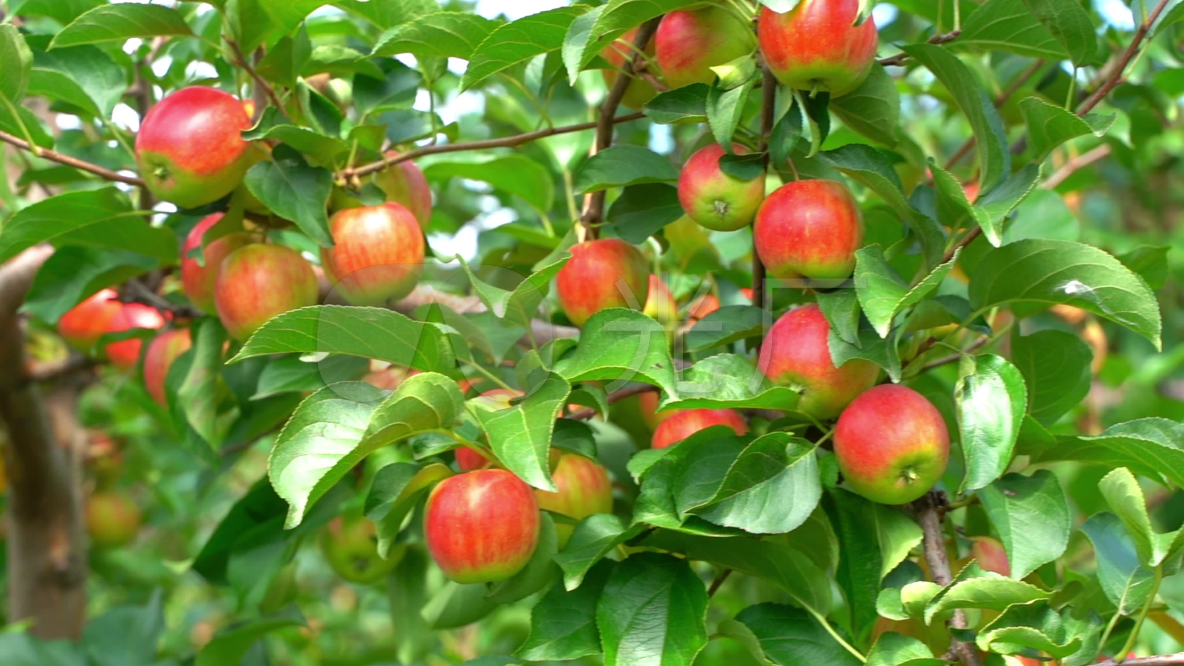 采摘园苹果采摘,结满苹果的果树