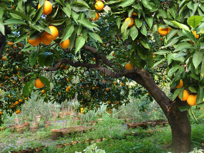 橙子,果园,果树,水平画幅,无人