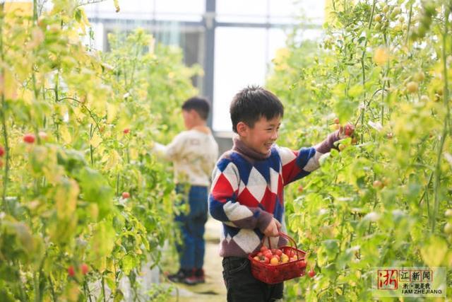 1月3日,在湖州市德清县洛舍镇东衡村鱼菜共生植物梦工厂,游客采摘新鲜