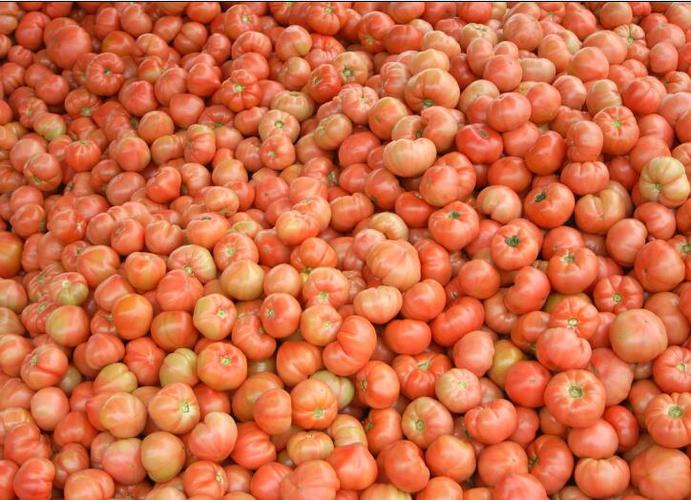 供应番茄 – 产品展示 - 济阳县绿芹蔬菜种植专业合作社