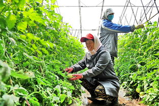 种植基地稳增收 特色产业有盼头